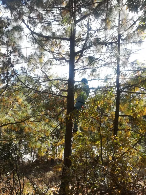 ����ְ�ܿ�ת���������� ɭ�ֲ�ԭ����𶽲�ͨ������