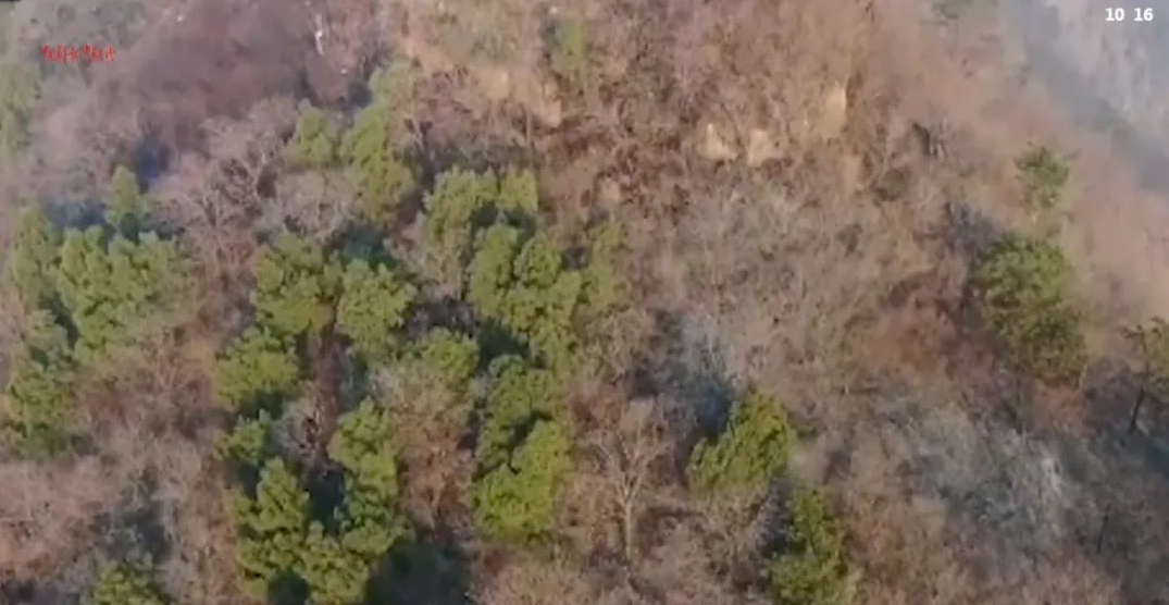 �����˻�+���������ǡ�����ɭ�ֻ���Ԥ��